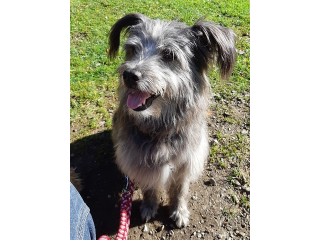 Hundetreffen 2019 im Allgäu (3)